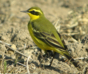 Цэгцгий (Ногоон цэгцгий)